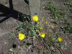 Papaver nudicaule