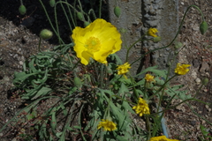Papaver nudicaule