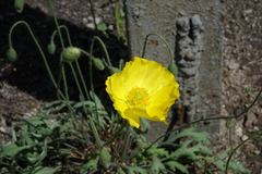 Papaver nudicaule
