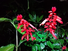 Salvia splendens