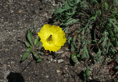 Papaver nudicaule