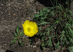 Papaver nudicaule
