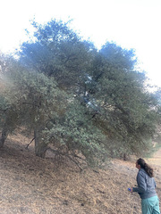 Quercus john-tuckeri