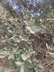 Quercus john-tuckeri