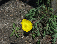 Papaver nudicaule