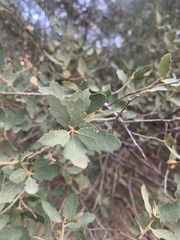 Quercus john-tuckeri