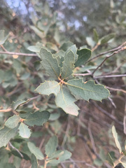Quercus john-tuckeri