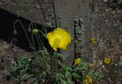 Papaver nudicaule