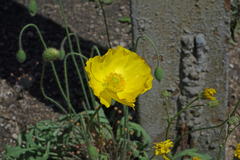 Papaver nudicaule
