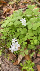 Oxalis incarnata