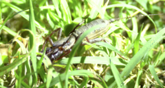 Typopeltis crucifer