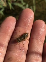 Erythemis simplicicollis