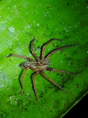 Cupiennius salei