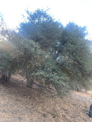 Quercus john-tuckeri