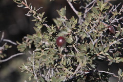 Diospyros ramulosa