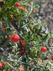 Ibervillea tenuisecta