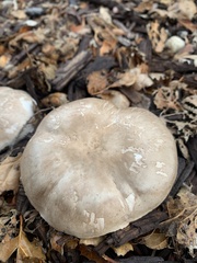 Agaricus hondensis