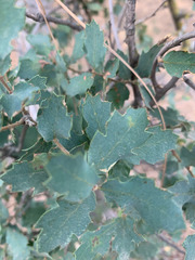 Quercus john-tuckeri