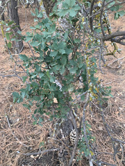 Quercus john-tuckeri