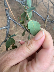 Quercus john-tuckeri