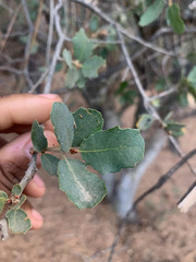 Quercus john-tuckeri