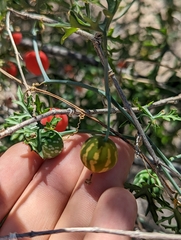 Ibervillea tenuisecta