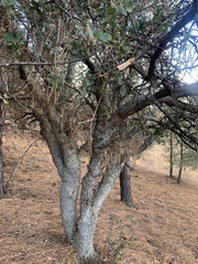 Quercus john-tuckeri