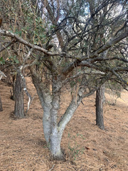 Quercus john-tuckeri