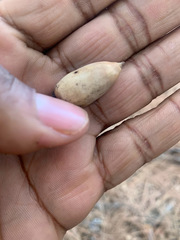 Quercus john-tuckeri