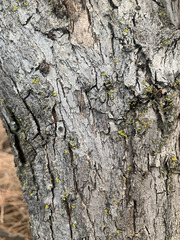 Quercus john-tuckeri