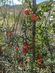 Ibervillea tenuisecta