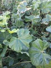 Malva sylvestris