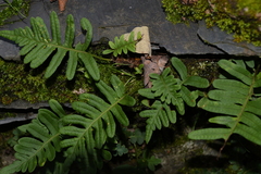 Polypodium