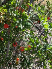 Ibervillea tenuisecta