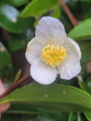 Camellia brevistyla