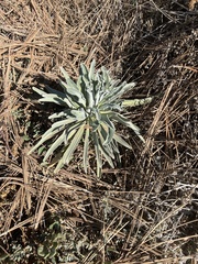 Pseudognaphalium beneolens