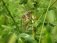 Gampsocleis sedakovii