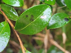 Camellia brevistyla
