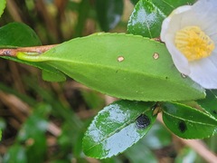 Camellia brevistyla