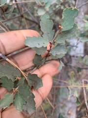 Quercus john-tuckeri