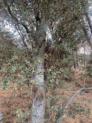 Quercus john-tuckeri