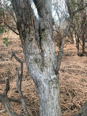 Quercus john-tuckeri