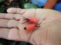 Ceratostema amplexicaule