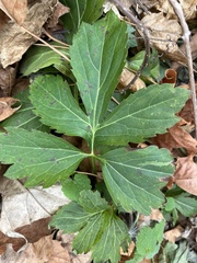 Rudbeckia laciniata