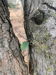 Quercus john-tuckeri