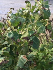 Mirabilis jalapa
