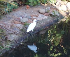 Egretta garzetta