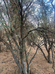 Quercus john-tuckeri