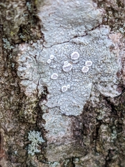 Lecanora hybocarpa