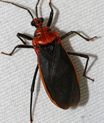 Rhiginia cinctiventris